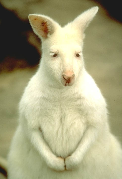 picture of a albino Bennett's wallaby