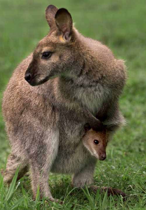 picture of a albino Bennett's wallaby