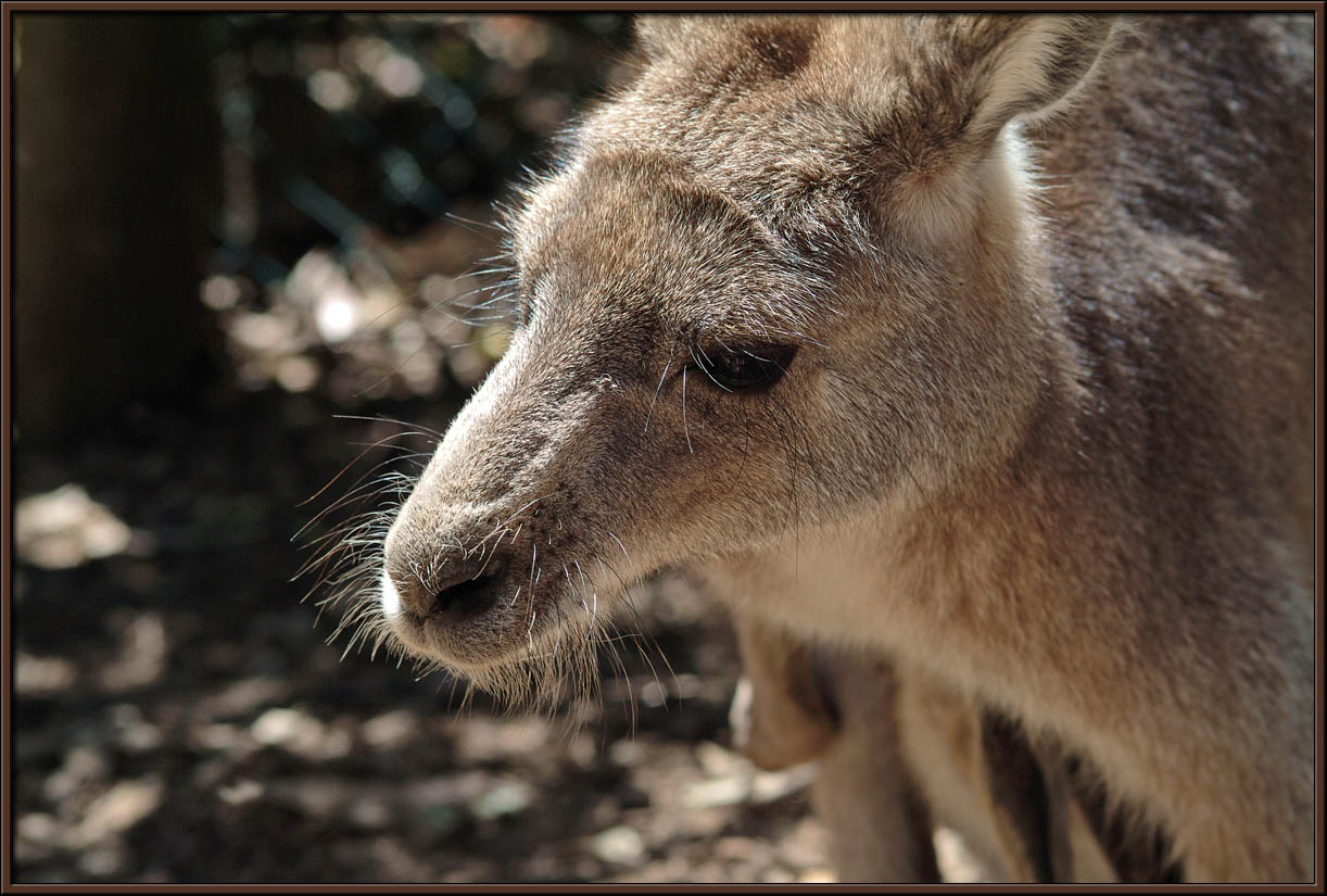 picture of a  wallaby