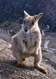 picture of a young wallaby